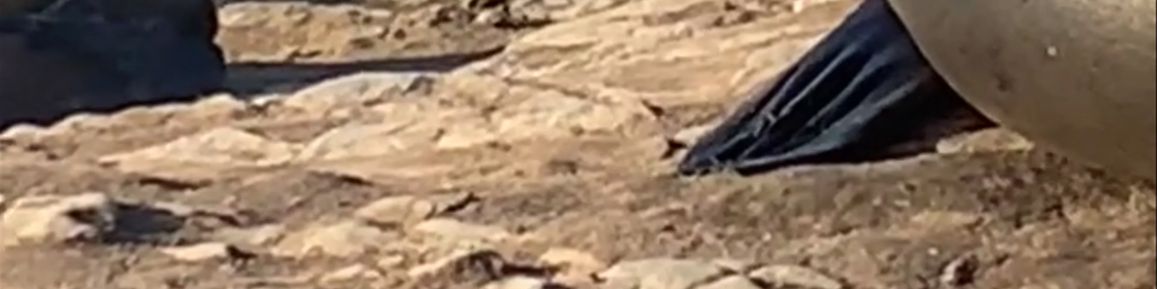 Seals of La Jolla 