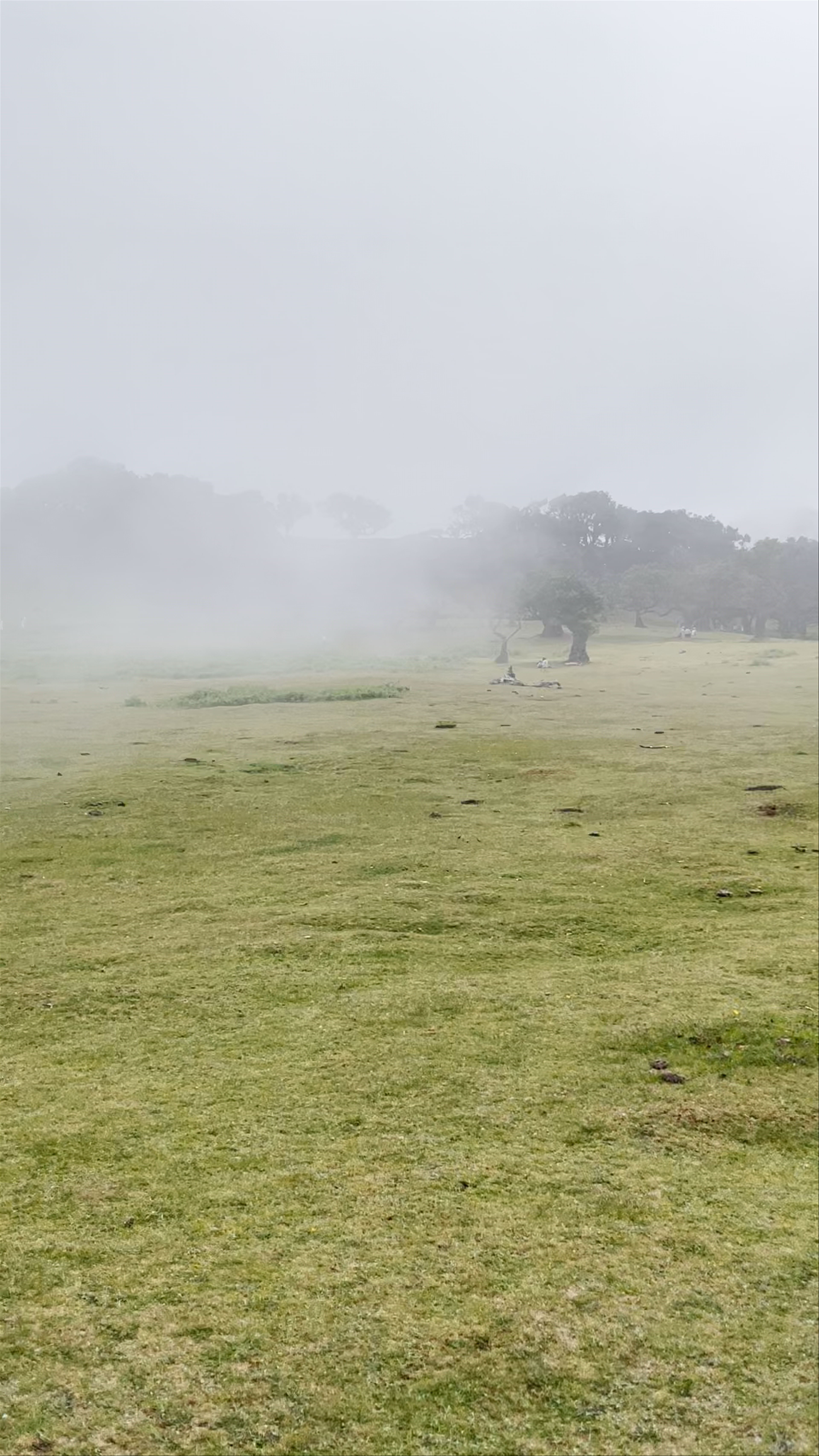 Fanal Forest