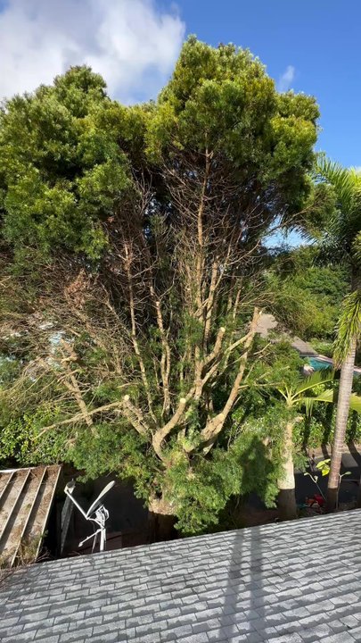 MGH Landscaping - Tree Services Near Me - Lake Worth, Florida