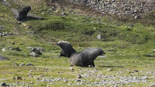 Antarctic fur seals animated gif