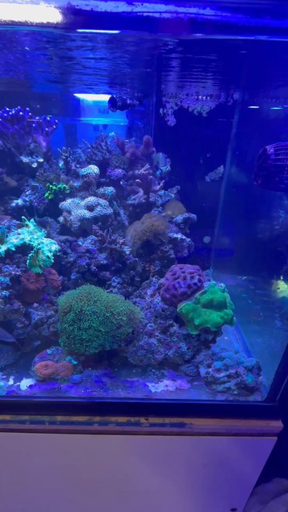 Bio Reef - Aquarium Services Near Me - Jacksonville, Florida