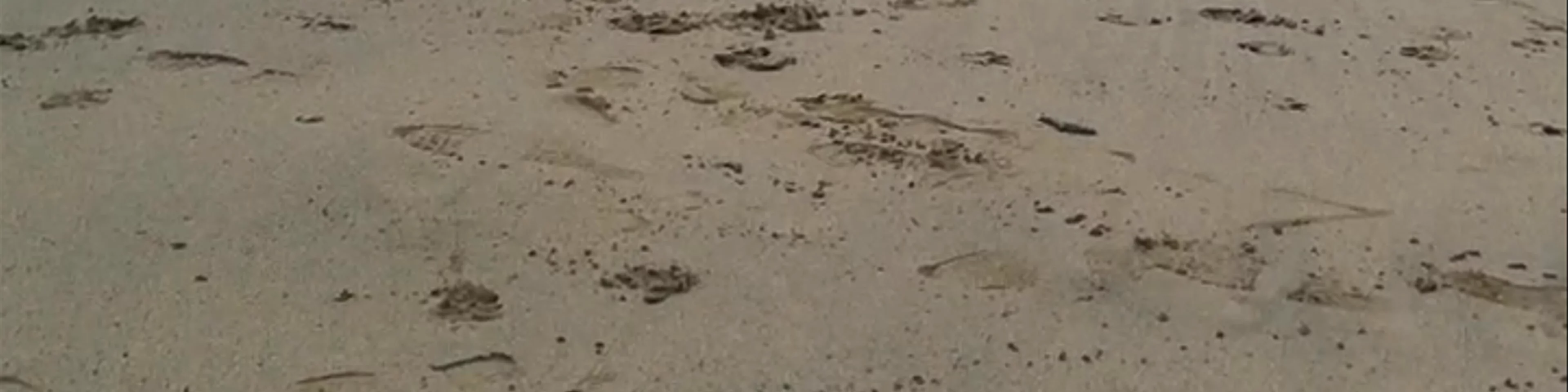 Porthgwidden Beach