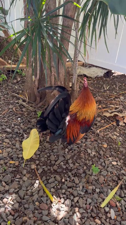 Coffee Gallery - The rooster was funny. - Coffee & Tea Near Me - Haleiwa, Hawaii