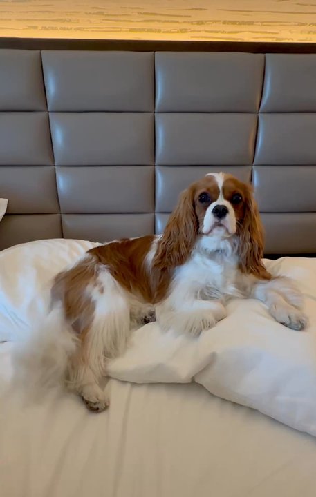 Sheraton - Miss M approved!  Thanks for being dog friendly, Sheraton San Gabriel! - Hotels Near Me - San Gabriel, California