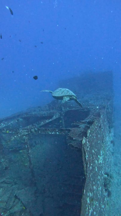 Kaimana Divers - Sea turtle at ship wreck - Scuba Diving Near Me - Honolulu, Hawaii