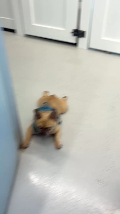 Dogtown - Pet Groomers Near Me - Miami, Florida