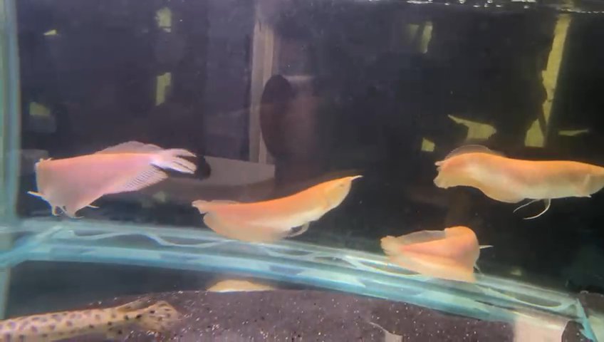 Silver arowana