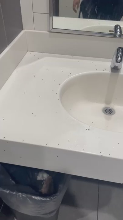McDonald's - Bugs ALL over the restroom. - Fast Food Near Me - Hoquiam, Washington