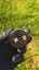 Small image 9