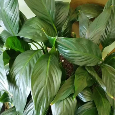 Preview image for video