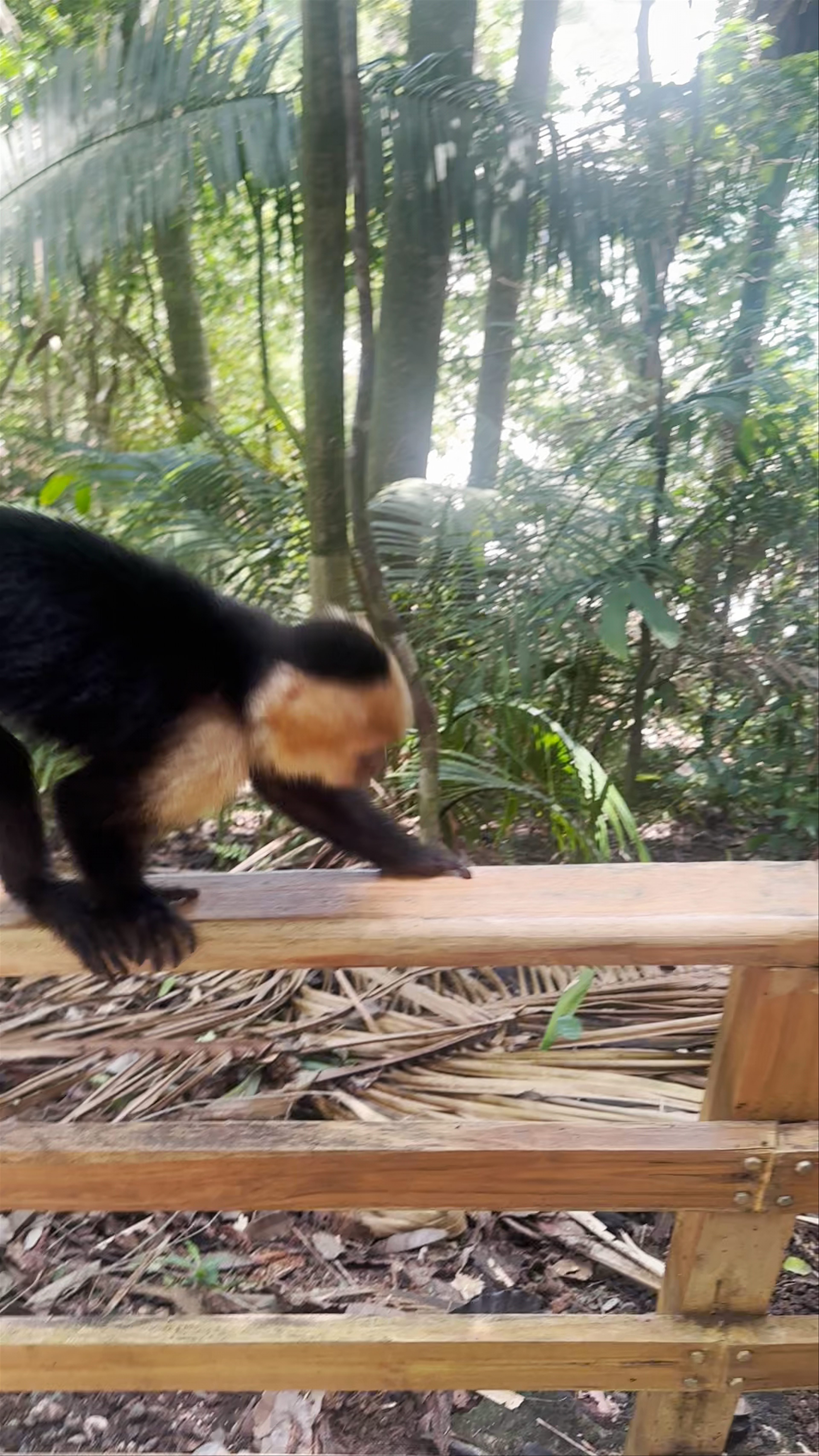Manuel Antonio National Park