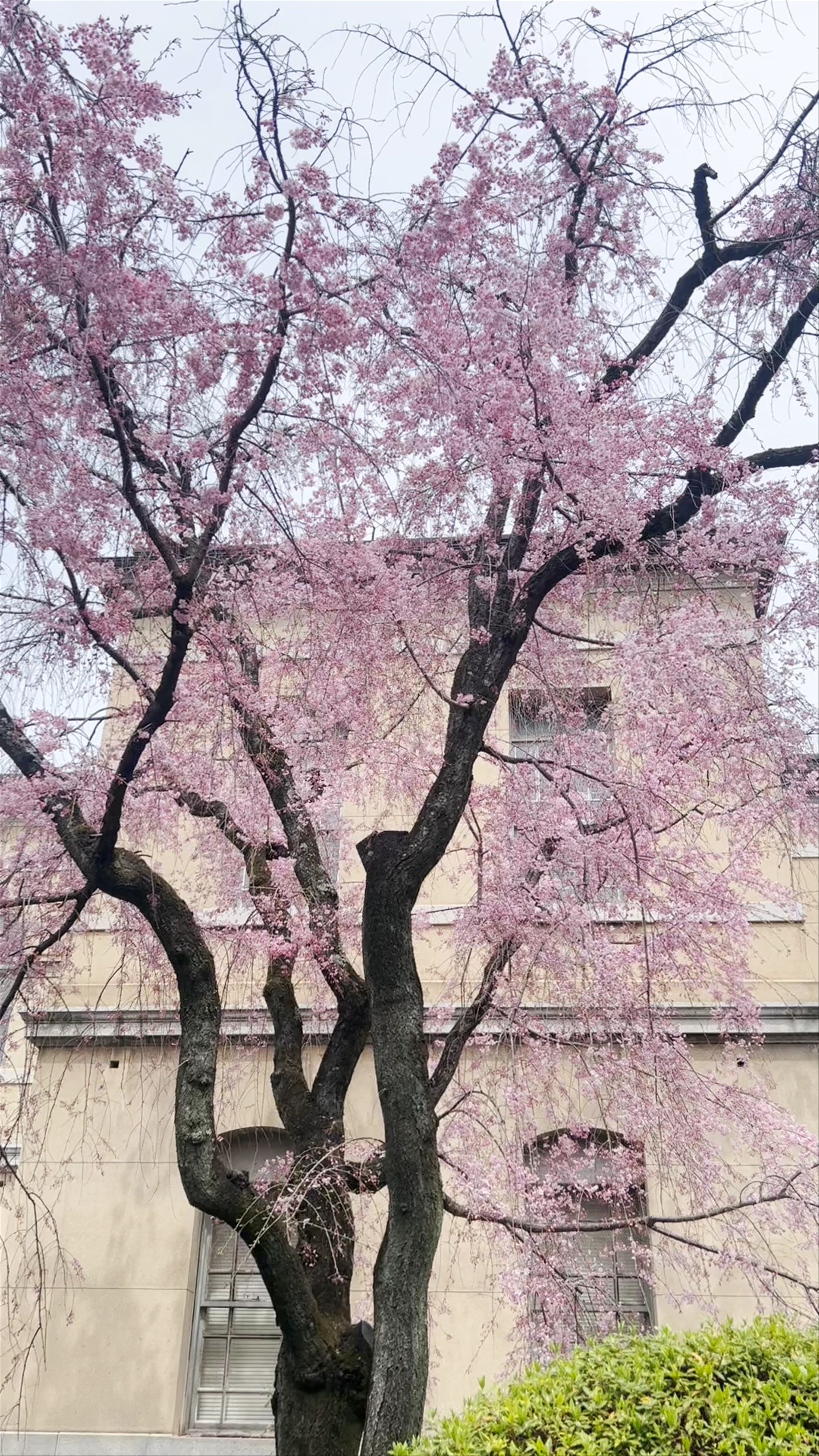 Old Kyoto Prefectural Main Building
