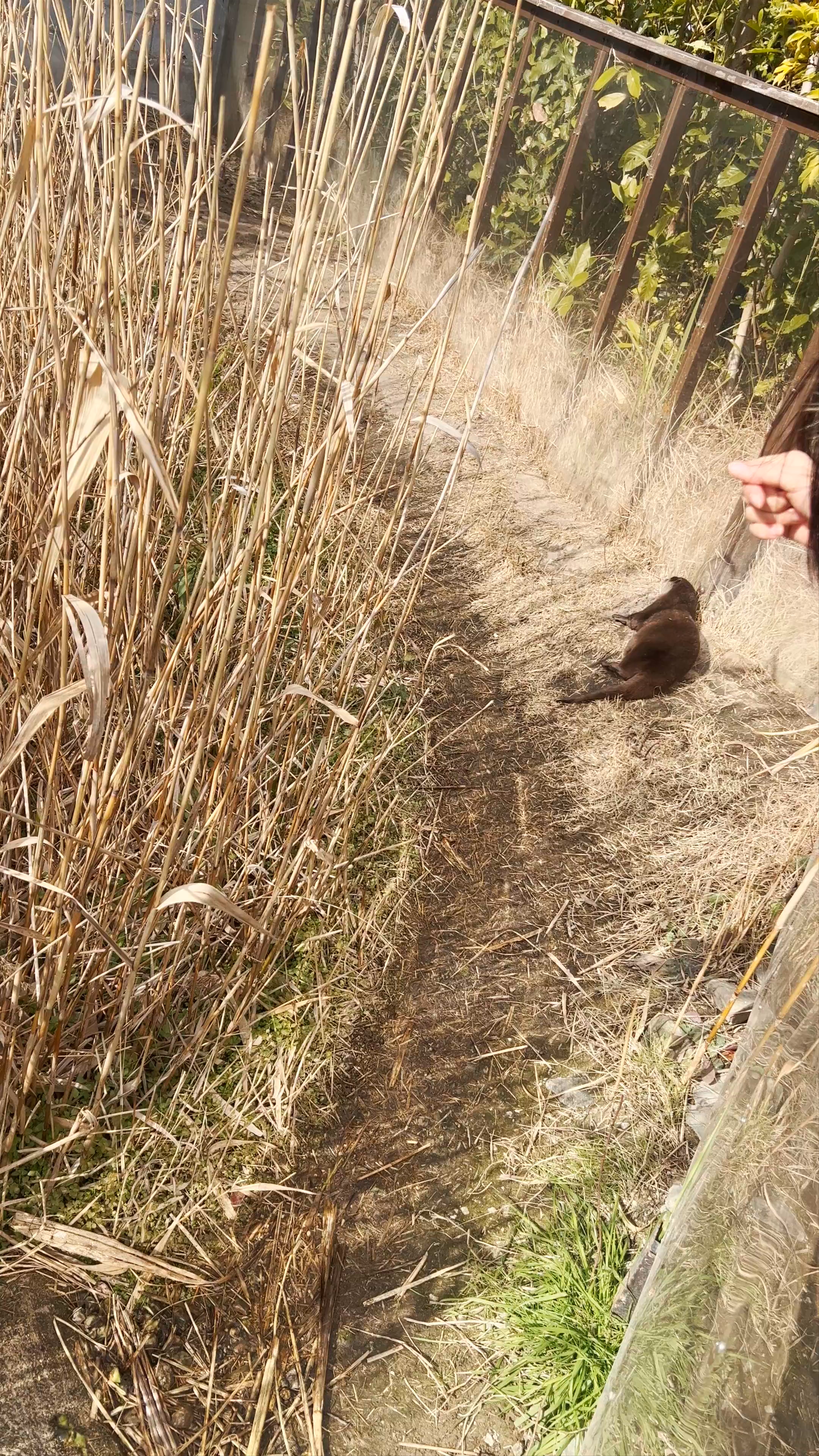 Enchanting Otter Sanctuary in Kobe, Japan: A Serene Wildlife Escape
