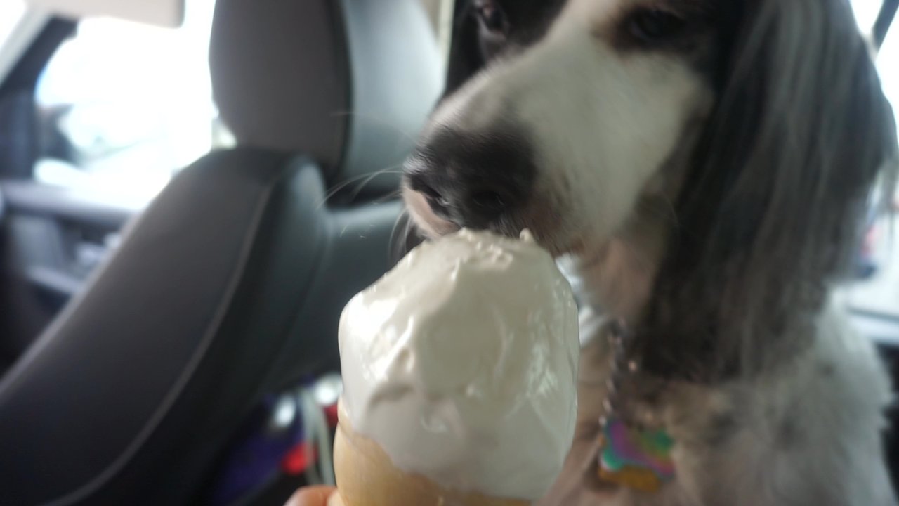 J's Soft Serve - IG: @thedogtrine - Ice Cream & Frozen Yogurt Near Me - Monticello, New York