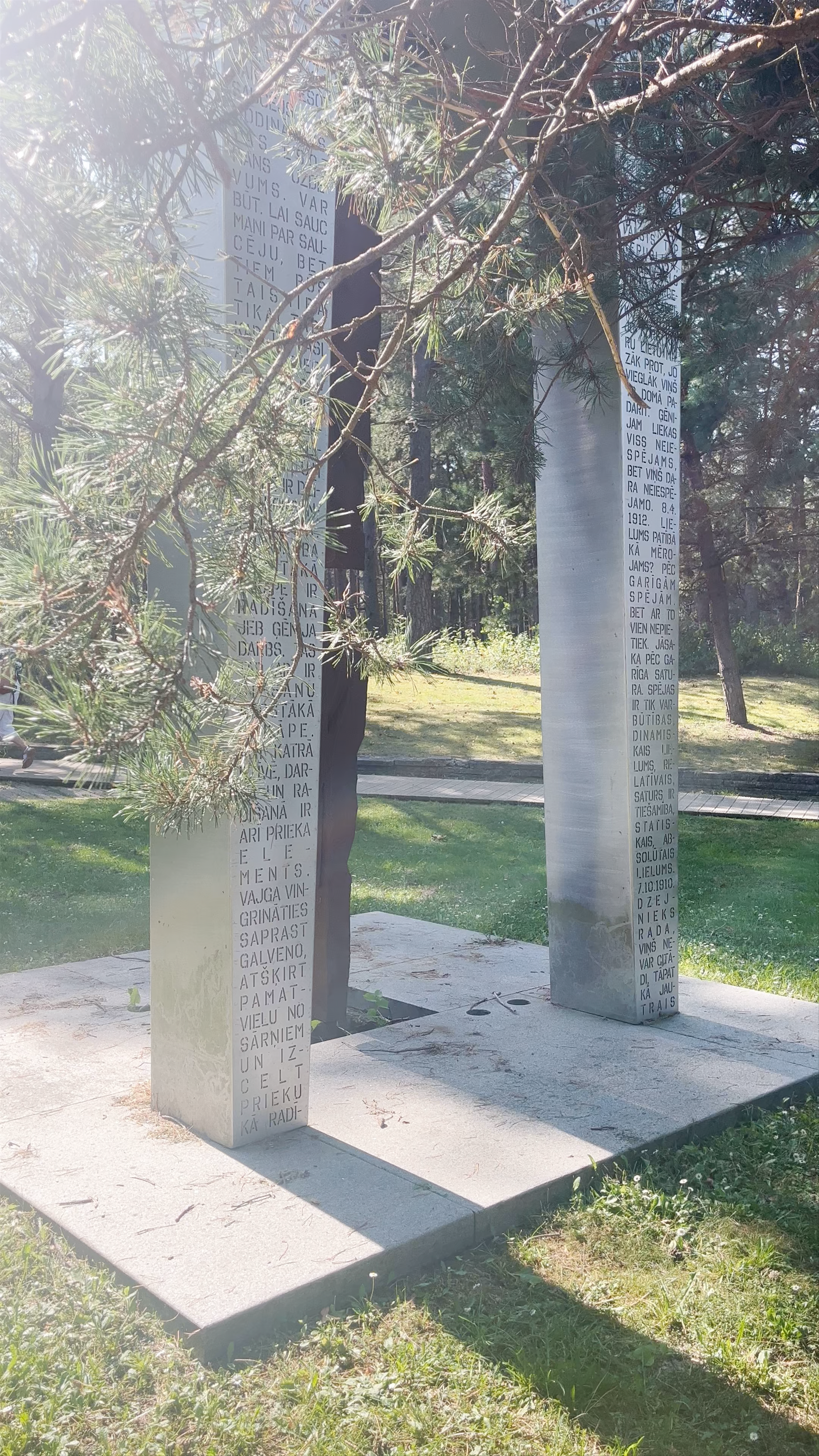 Pine trees of Rainis