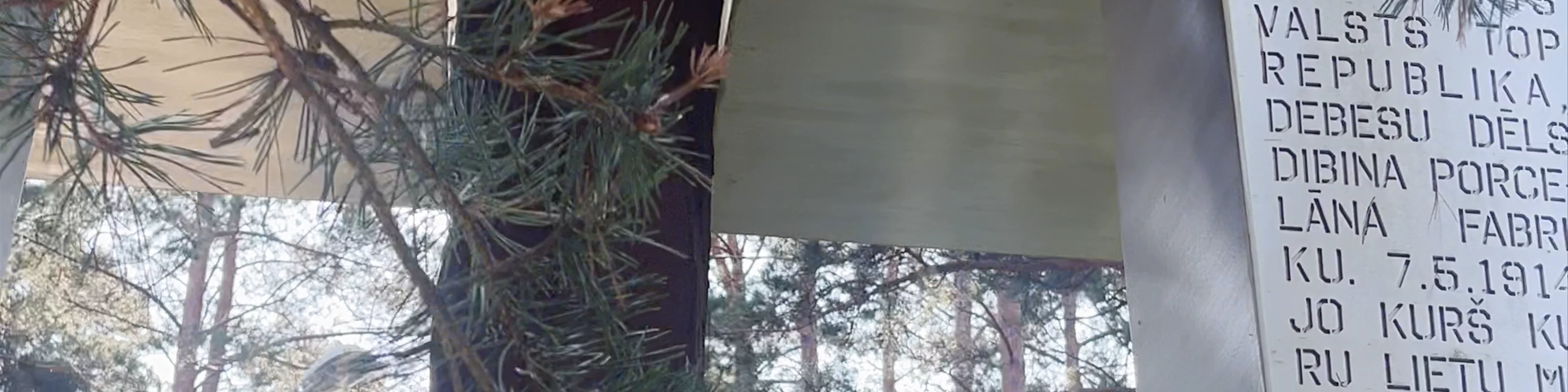 Pine trees of Rainis