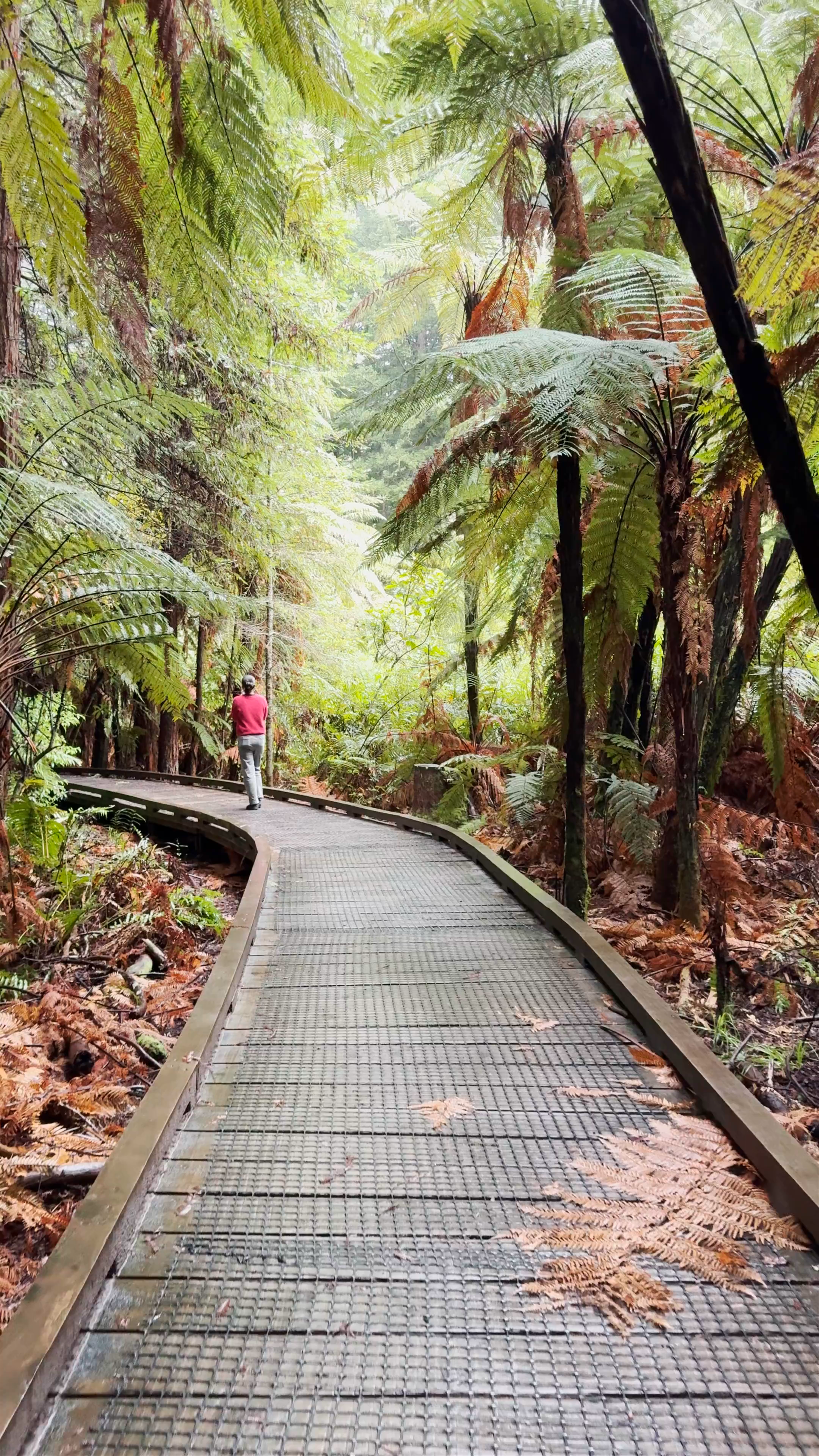 Exploring the Mystical Redwoods of Whakarewarewa Forest in Rotorua