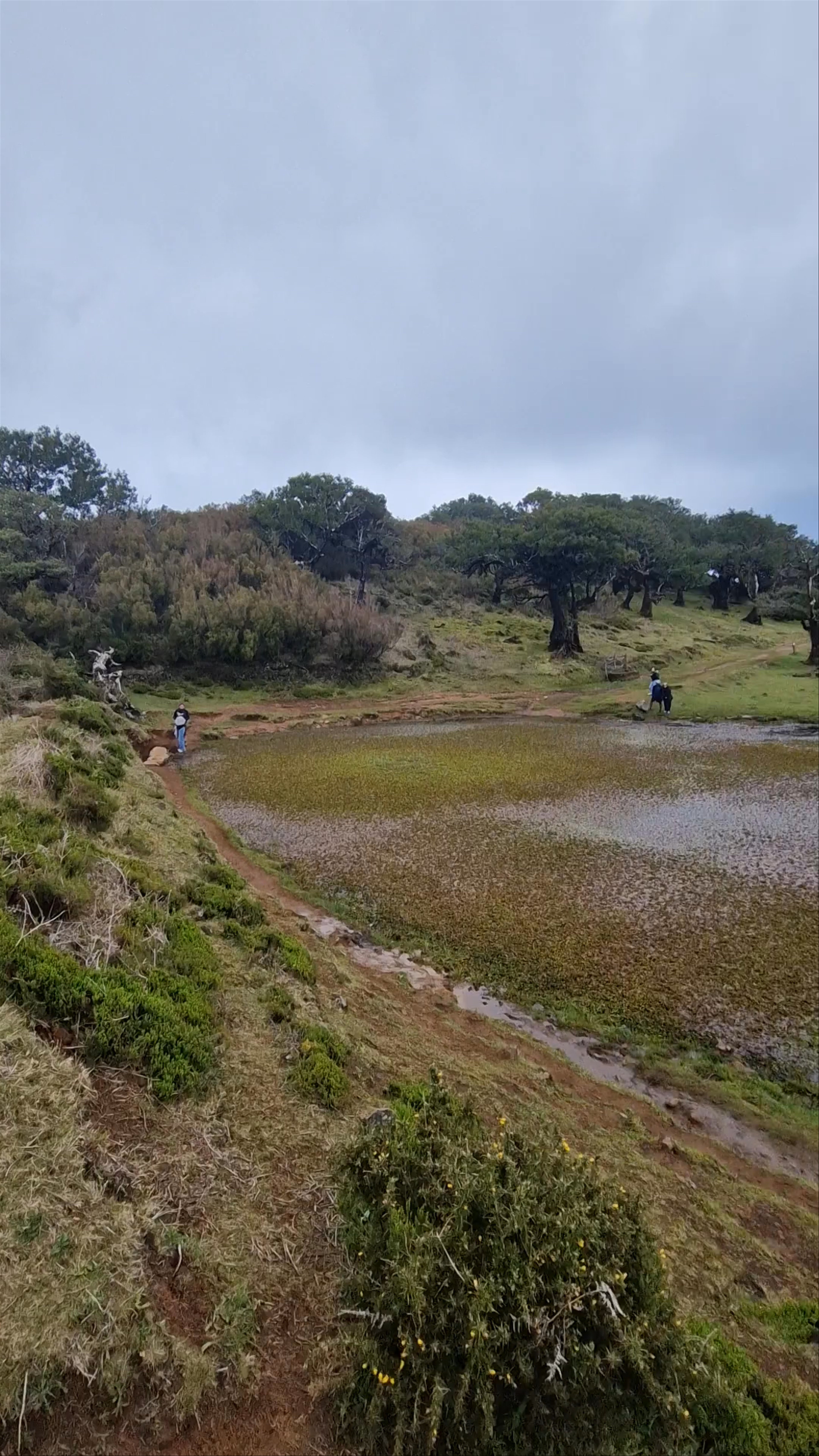Fanal Forest: Mystical Highlands of Madeira, Portugal