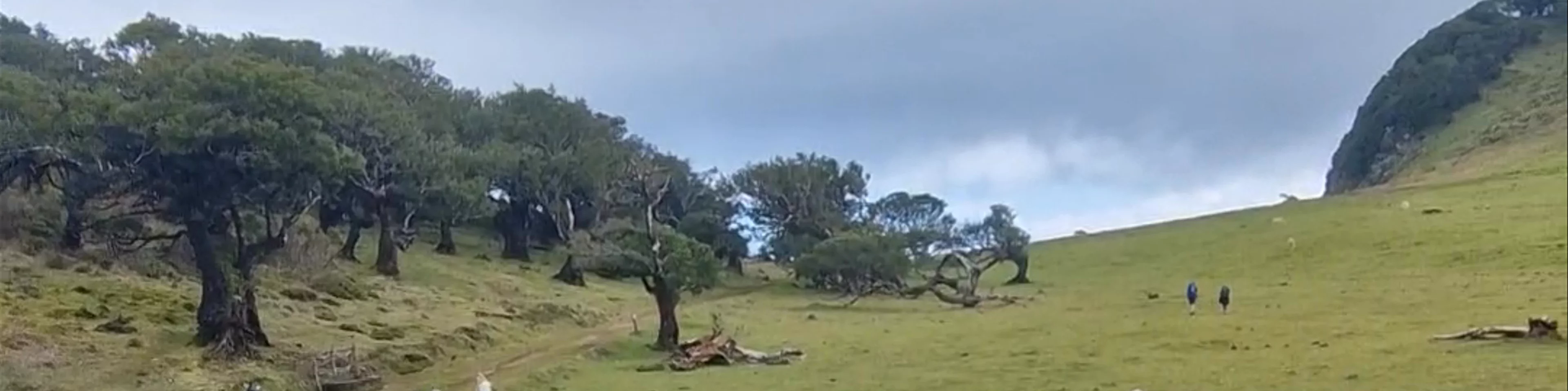 Fanal Forest