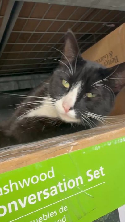 Walmart Supercenter - Cat - Department Stores Near Me - Manteca, California