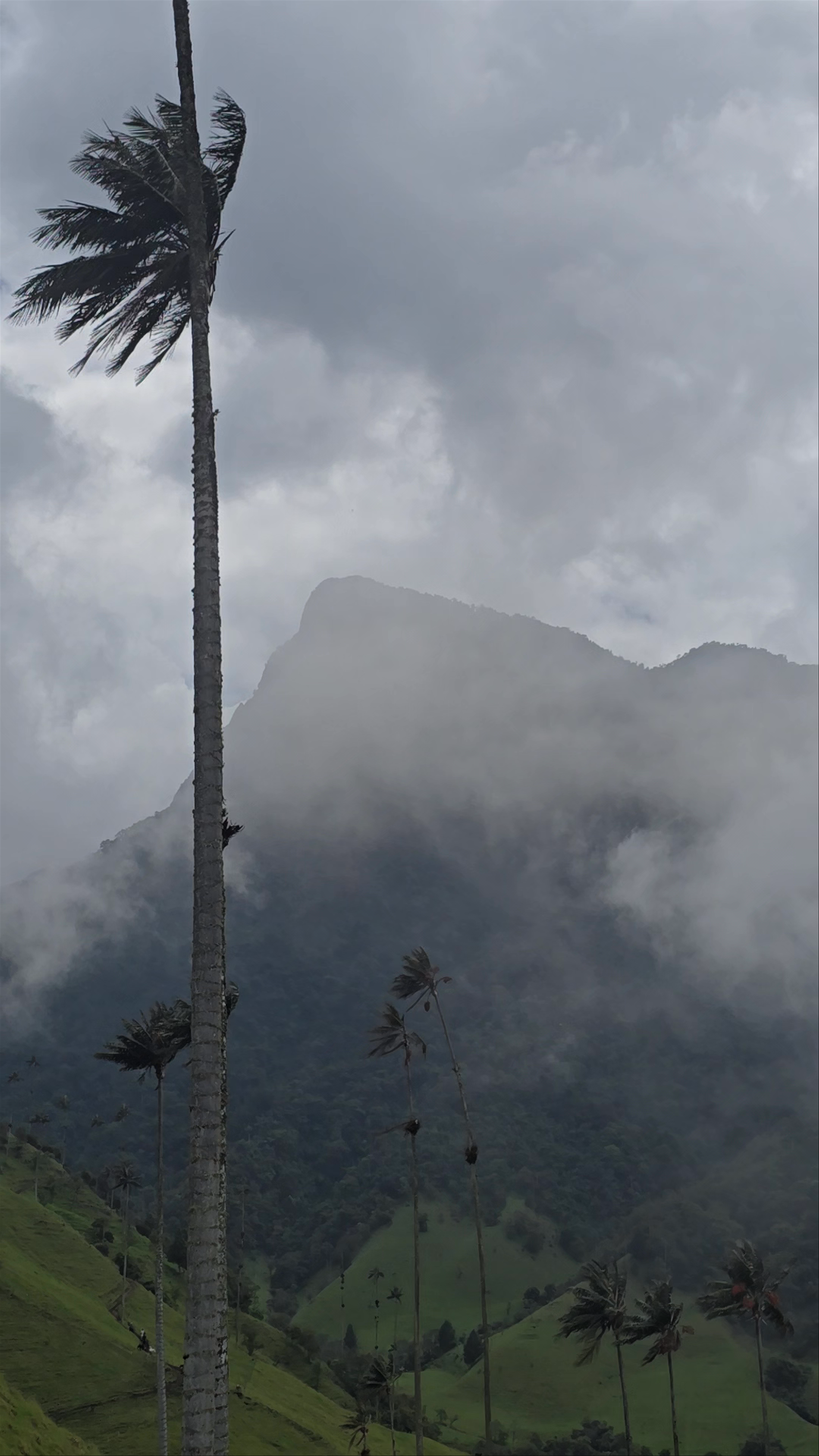 Cocora Valley