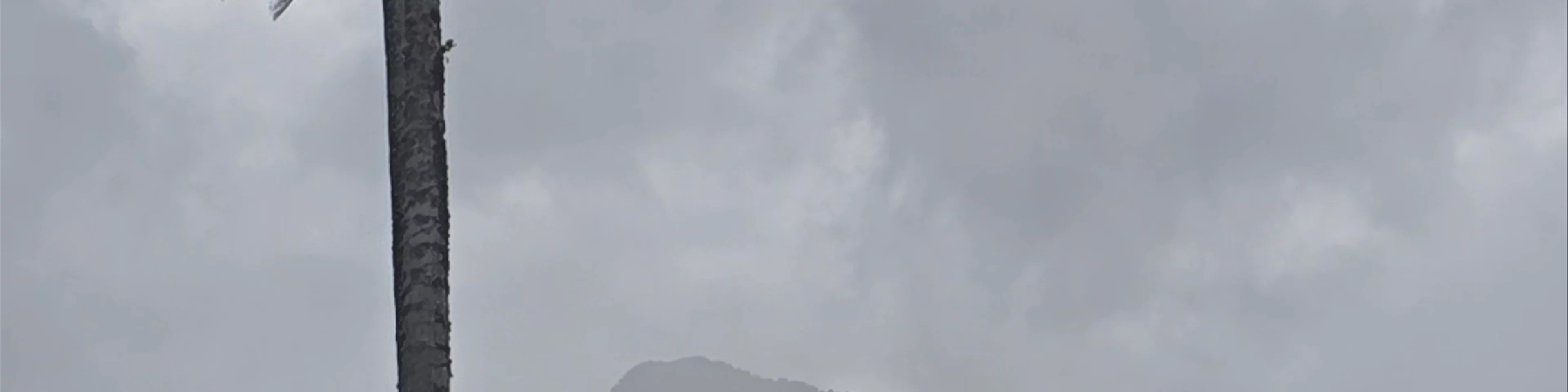 Cocora Valley
