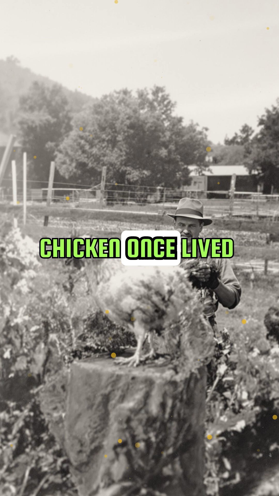 How a Chicken Survived Decapitation and Lived for 18 Months