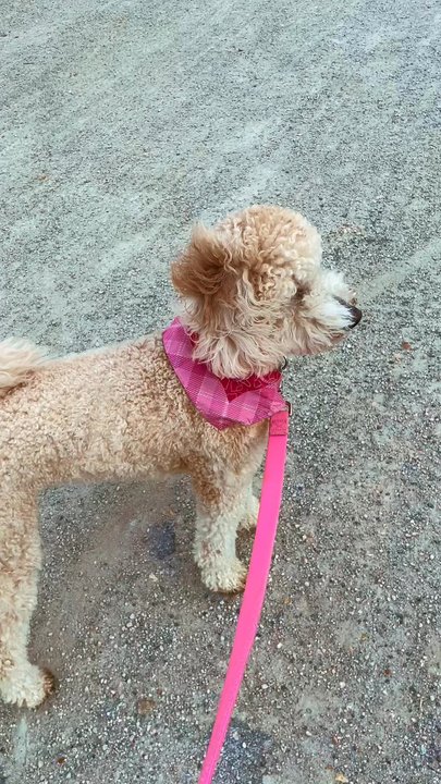 Happy Paws FTW - walking the trail near HPFTW! - Pet Sitting Near Me
