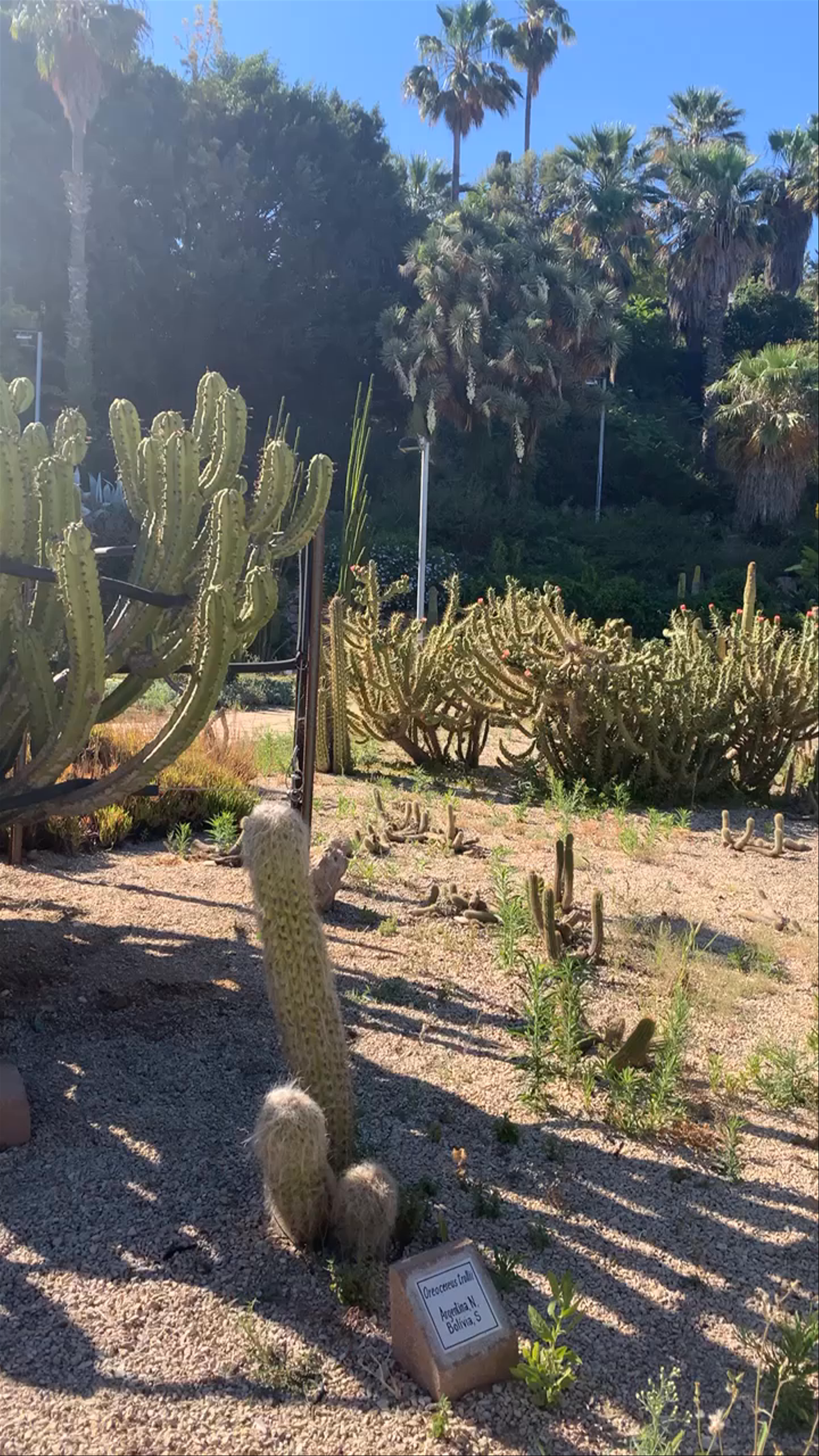Gardens of Mossèn Costa i Llobera: A Cactus Haven in Barcelona