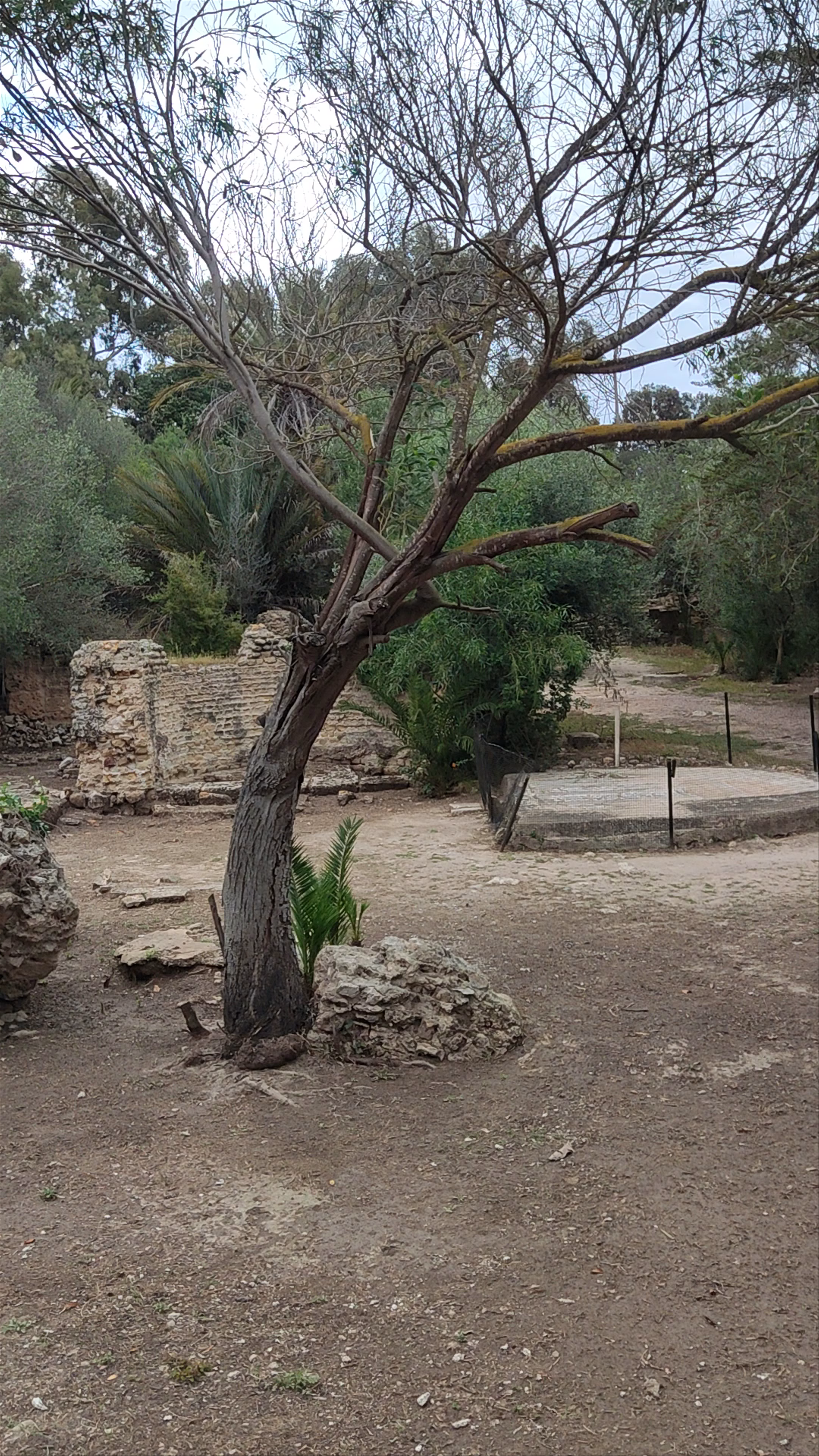Les Ruines de Carthage