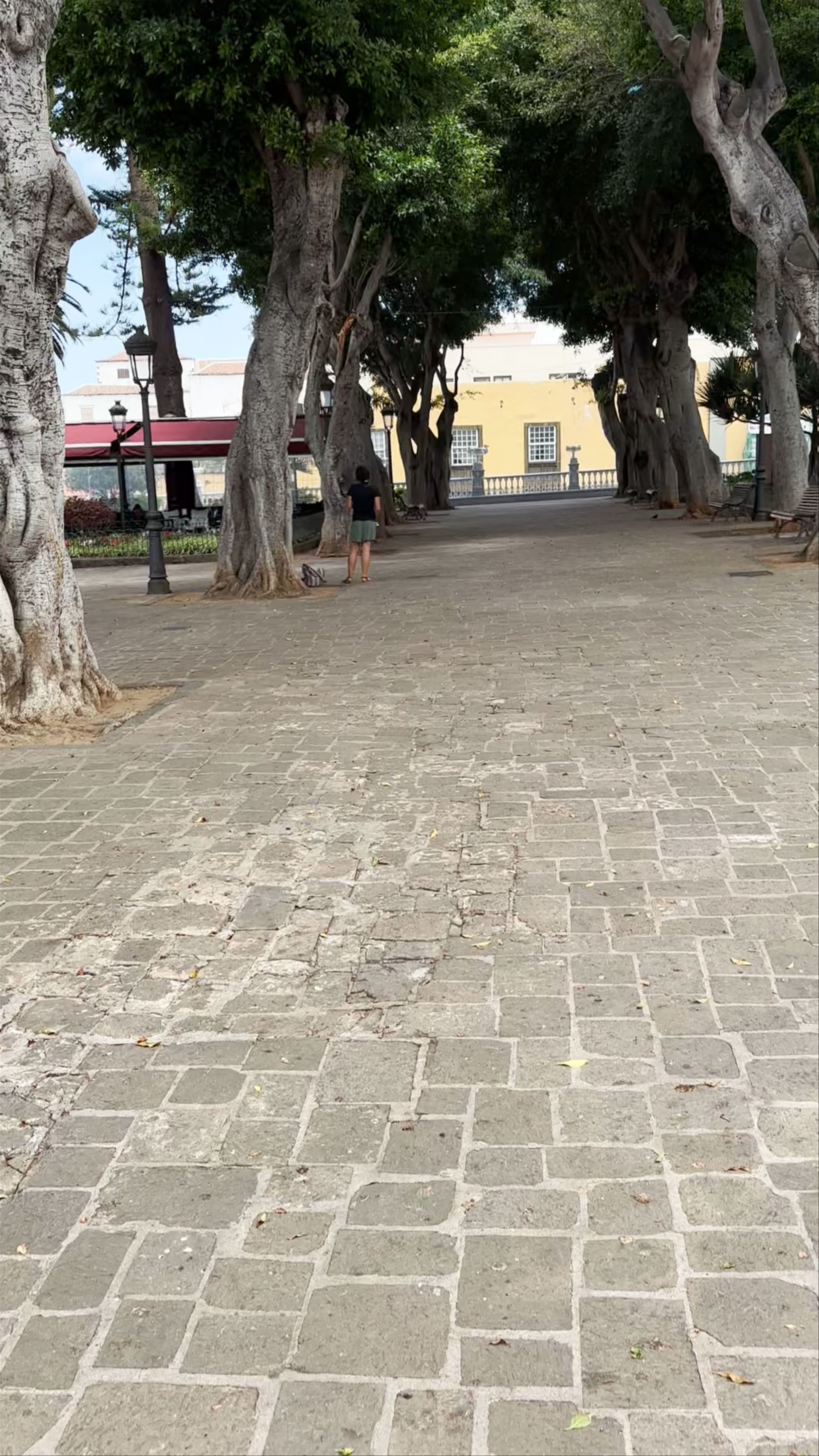 Plaza Andrés de Lorenzo Cáceres. Vista del Drago Mil•lenarii