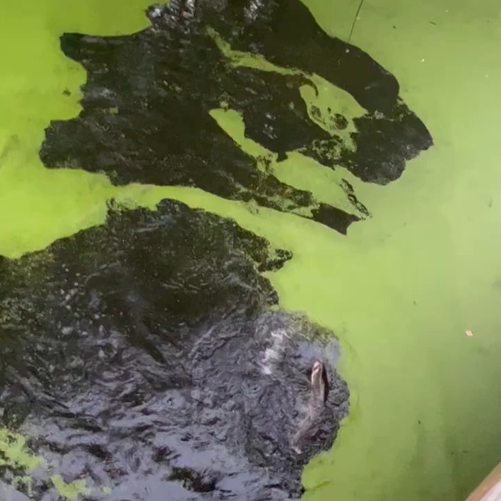 Tickfaw State Park - Bowfin on a top water lure.  Exciting swamp fishin'! - Parks Near Me - Springfield, Louisiana