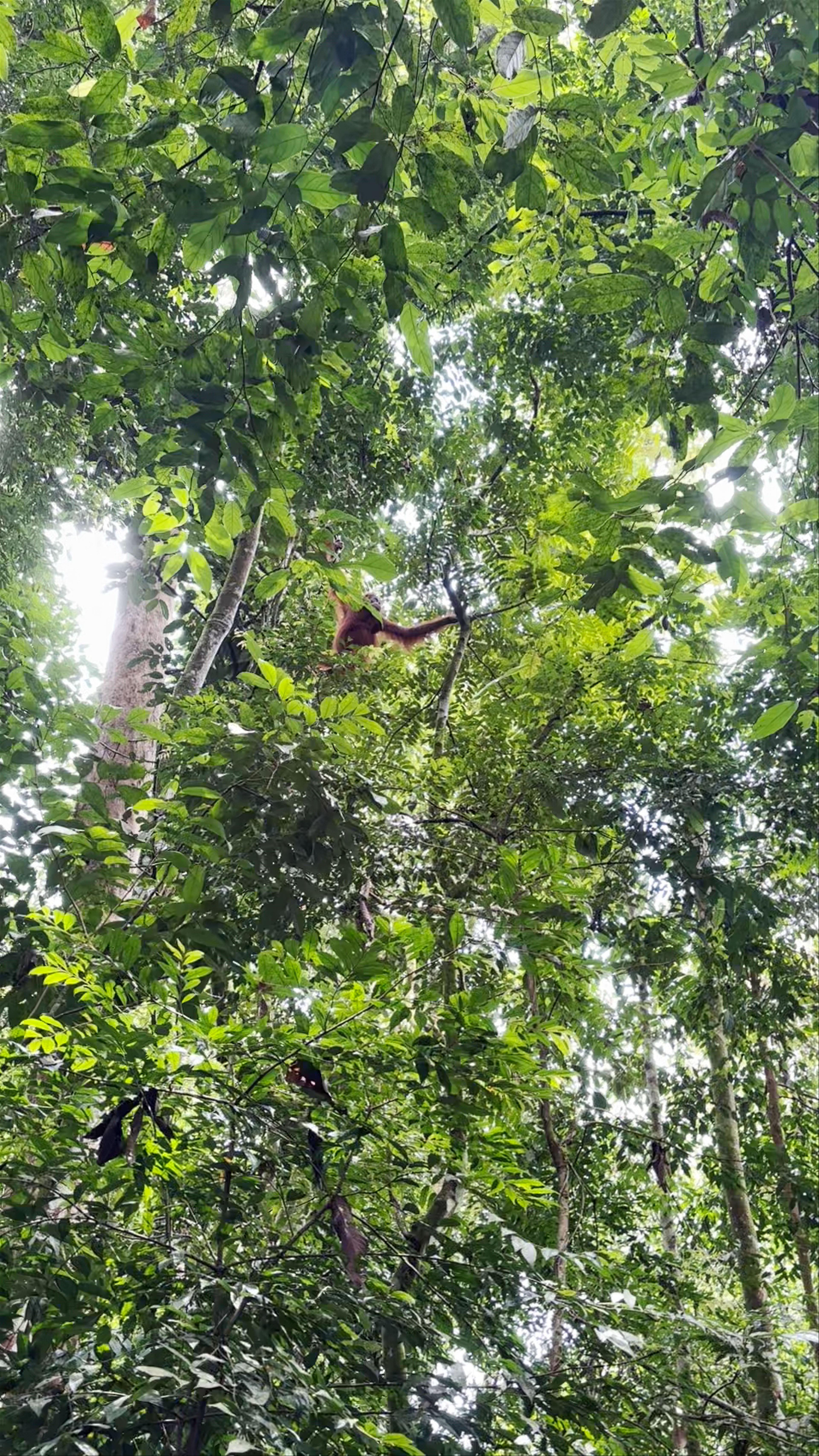 Bukit Lawang Orangutan Trekking