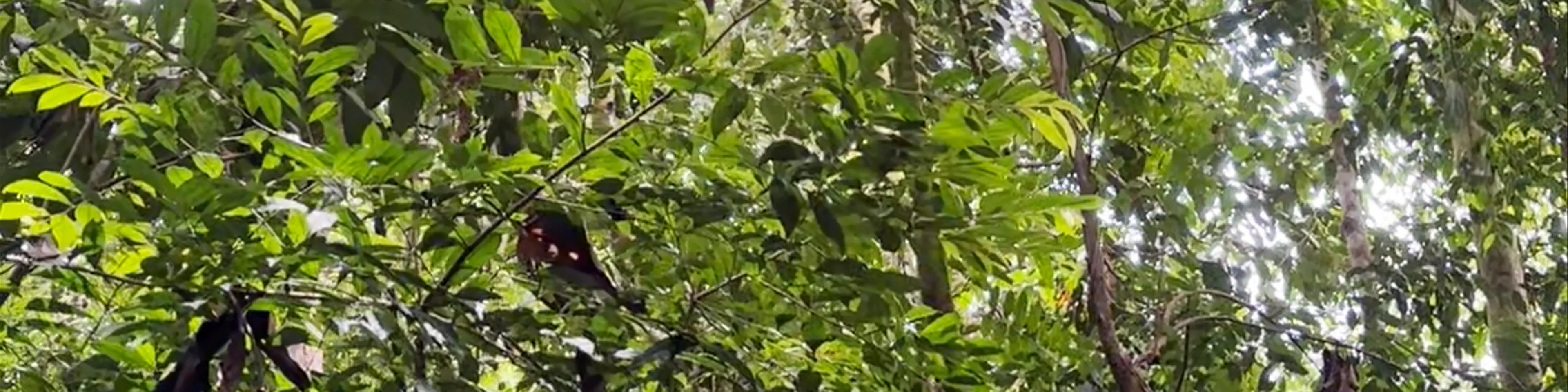 Bukit Lawang Orangutan Trekking