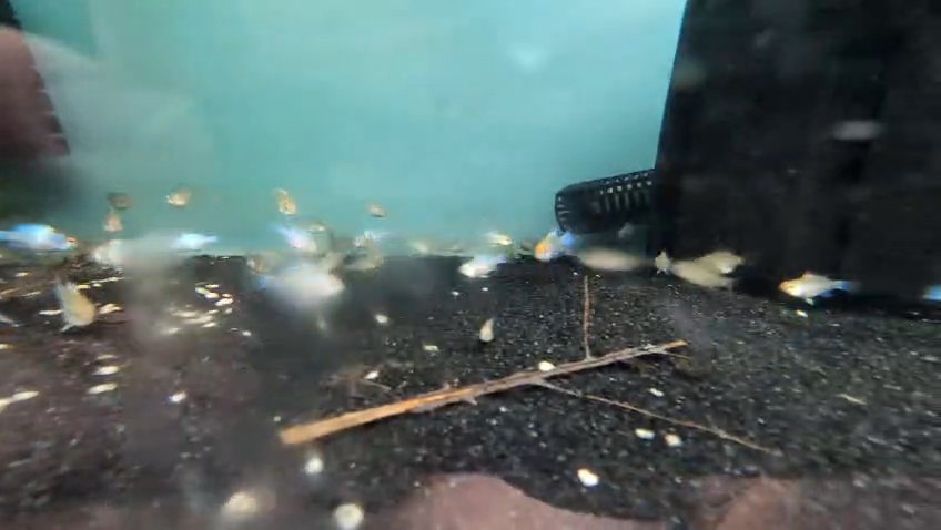 German blue rams