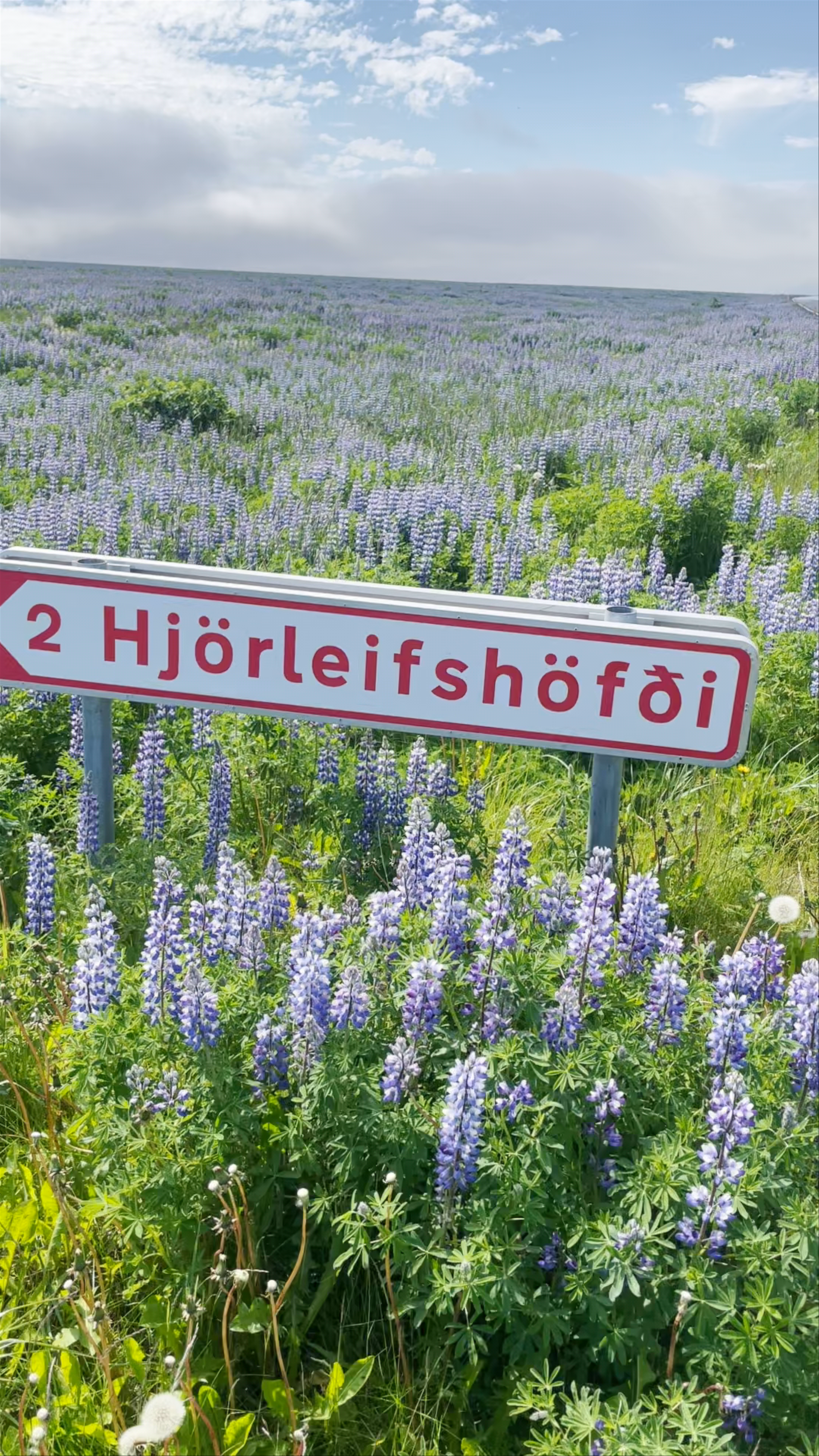 Hjörleifshöfði Cave and Blooming Lupine Fields, Iceland