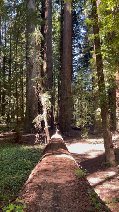 Bay Area K9 Training - Sit and Recall on a giant fallen redwood tree - Pet Training Near Me