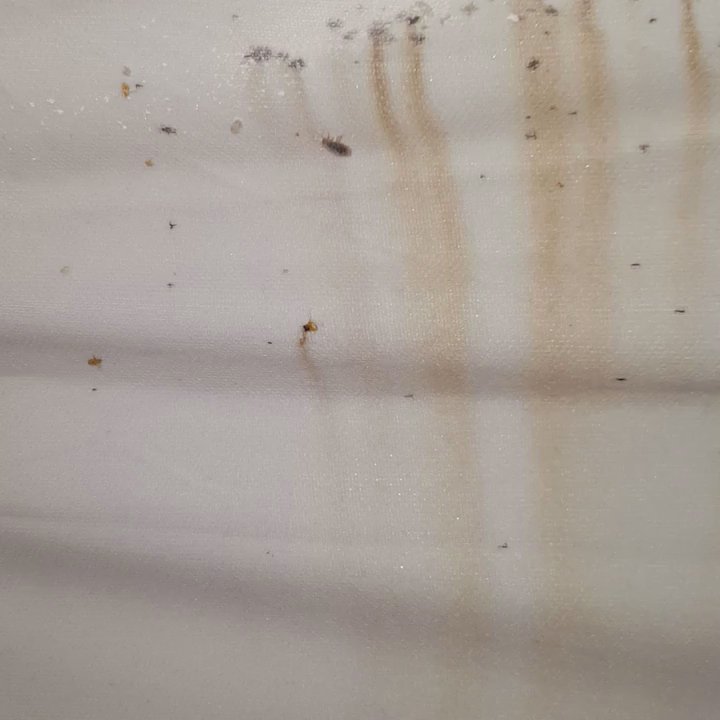 WL Pest Control - Bed bug treatment on contact - Pest Control Near Me - Grayson, Georgia