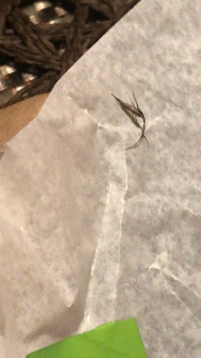 McDonald's - Found a little chicken feather in my cheeseburger tonight. Thank goodness I looked at my food before I ate this. Absolutely disgusting - Fast Food Near Me - Vail, Colorado