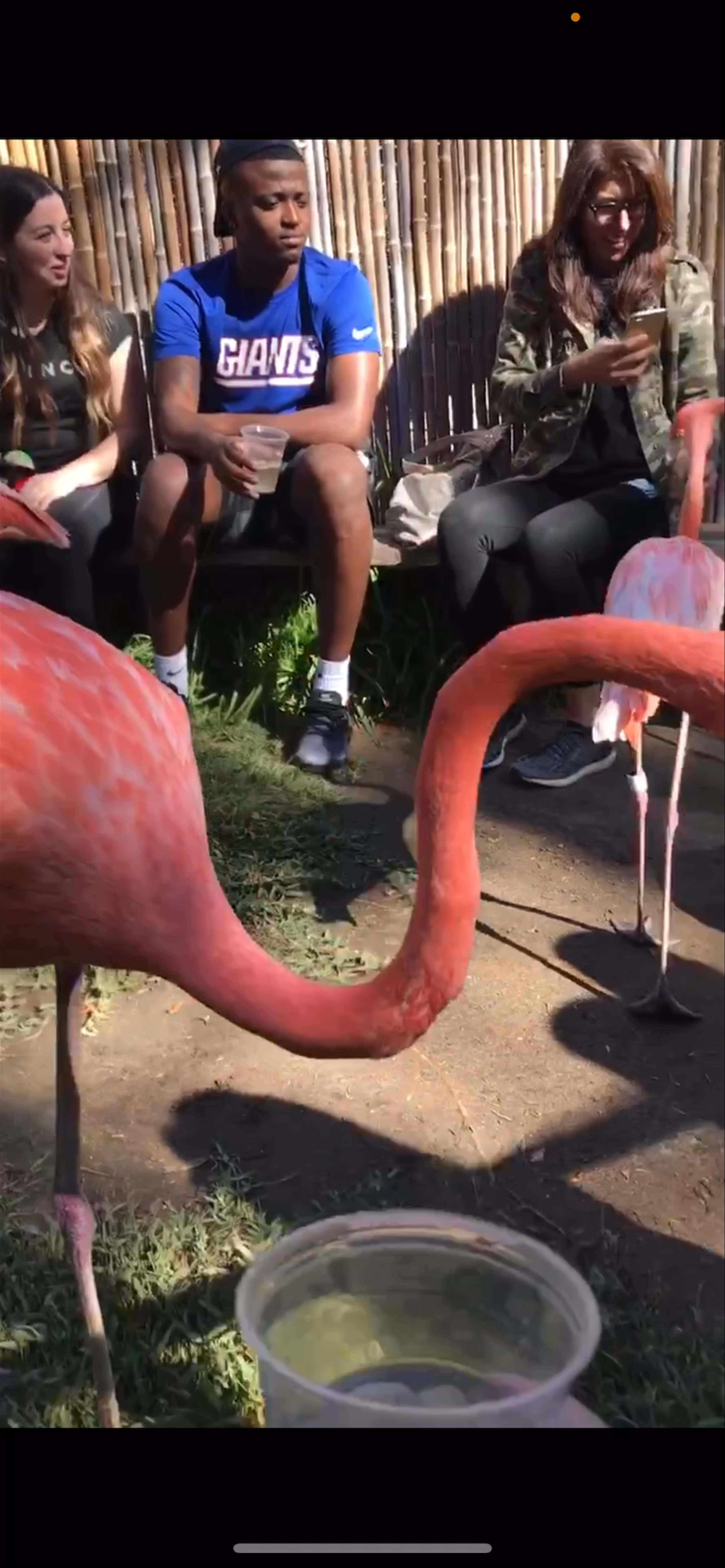 Up-Close Encounter with Flamingos at San Diego Zoo