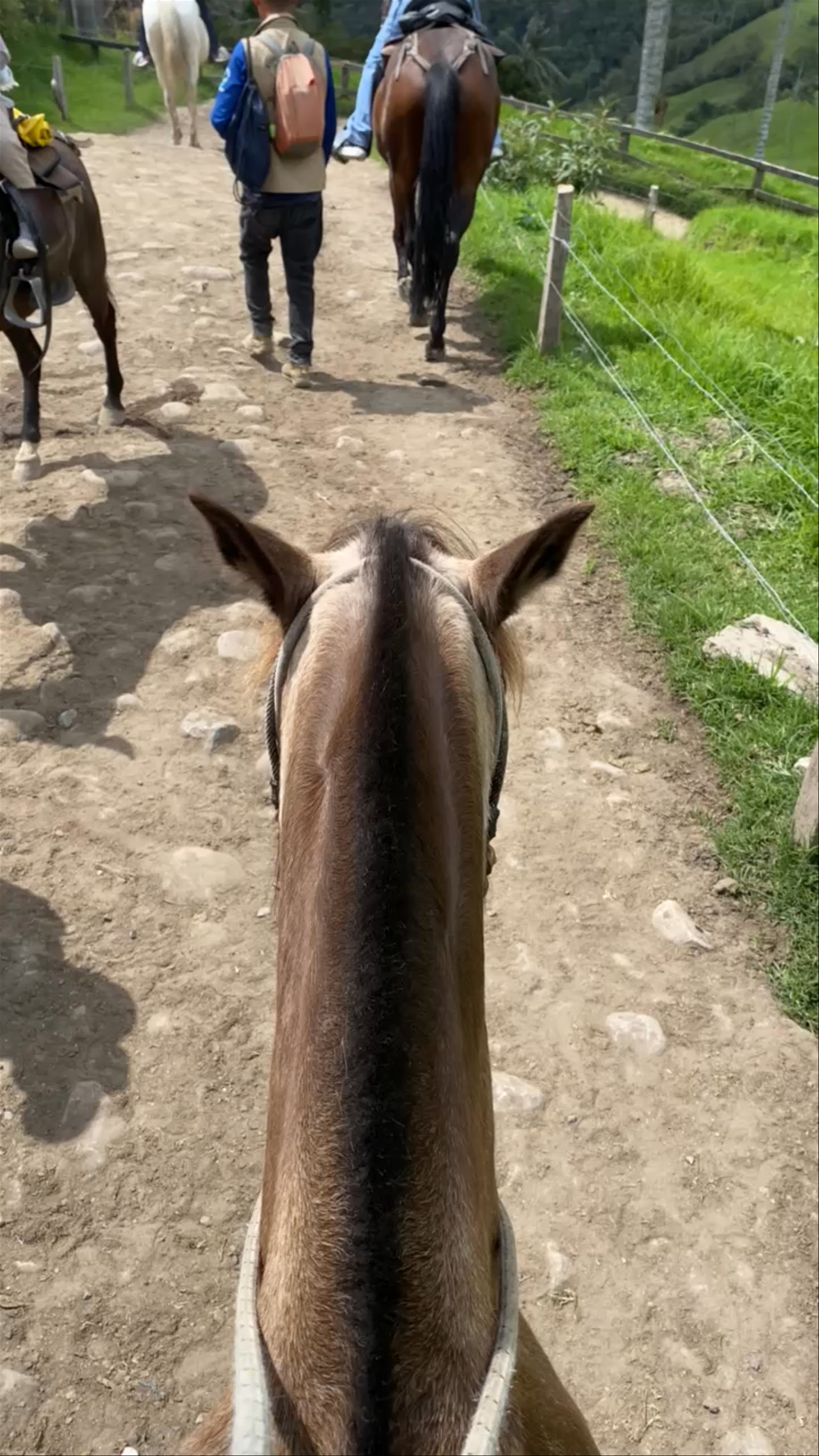 Horseback Riding Adventure in Cocora Valley, Salento, Colombia