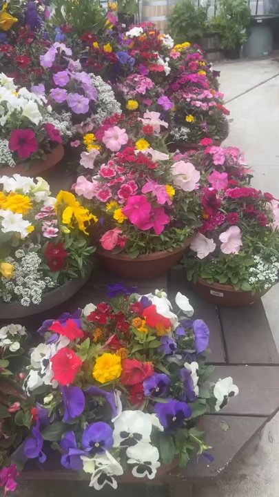 Armstrong Garden Centers - Blooming Beauties - Nurseries & Gardening Near Me - Torrance, California
