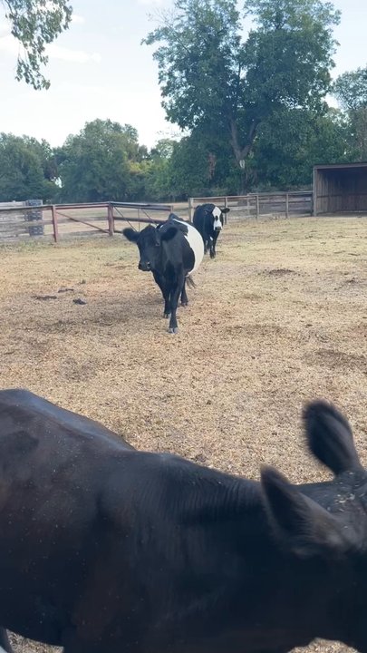 The Good Vibe Farm - Party & Event Planning Near Me - Tomball, Texas