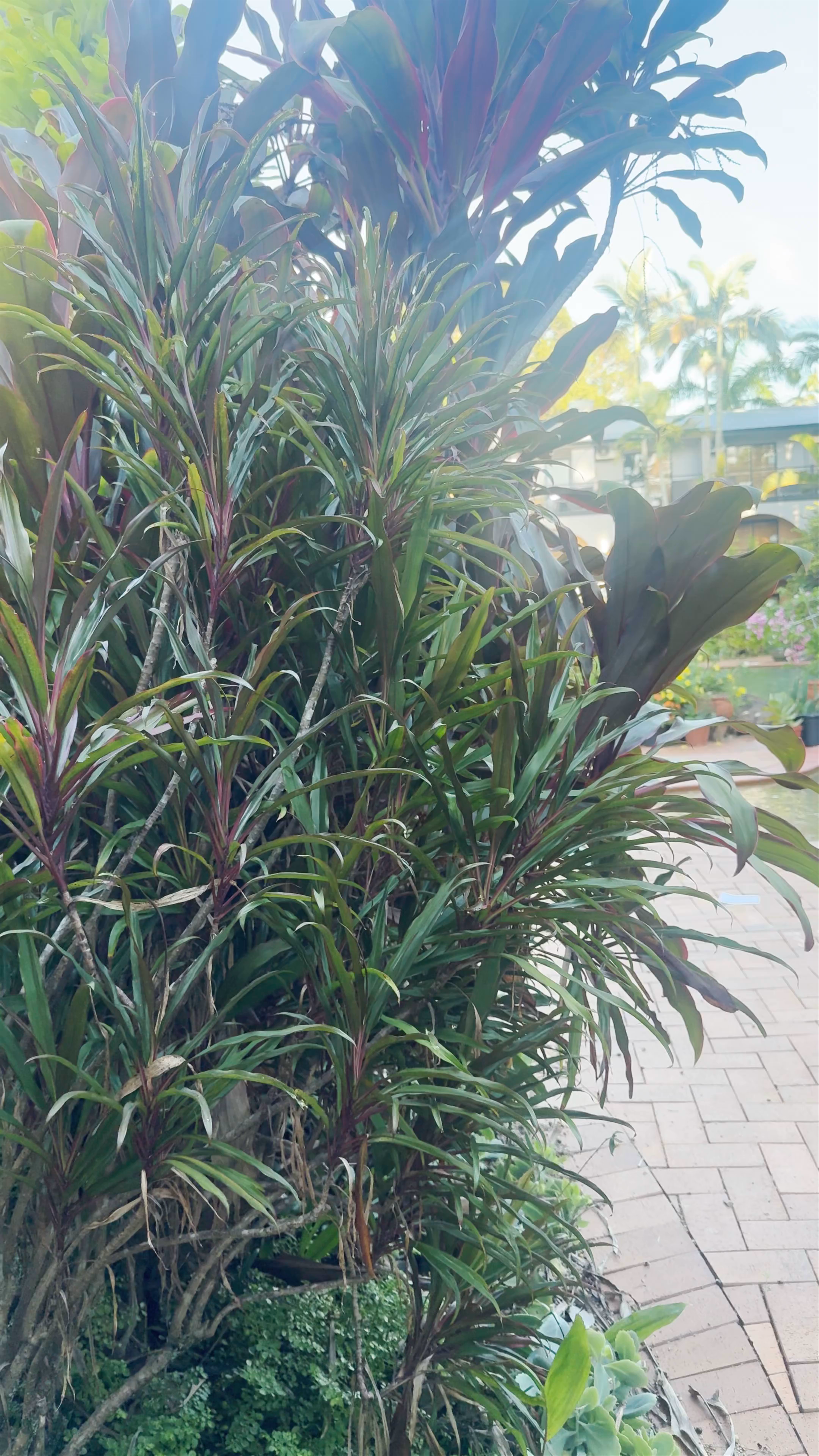 Palm Royale Cairns