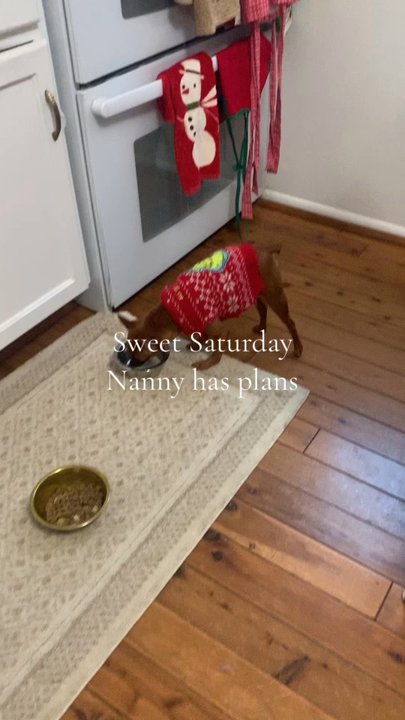 Rusty's Pet sitting - Meal time - Pet Boarding Near Me