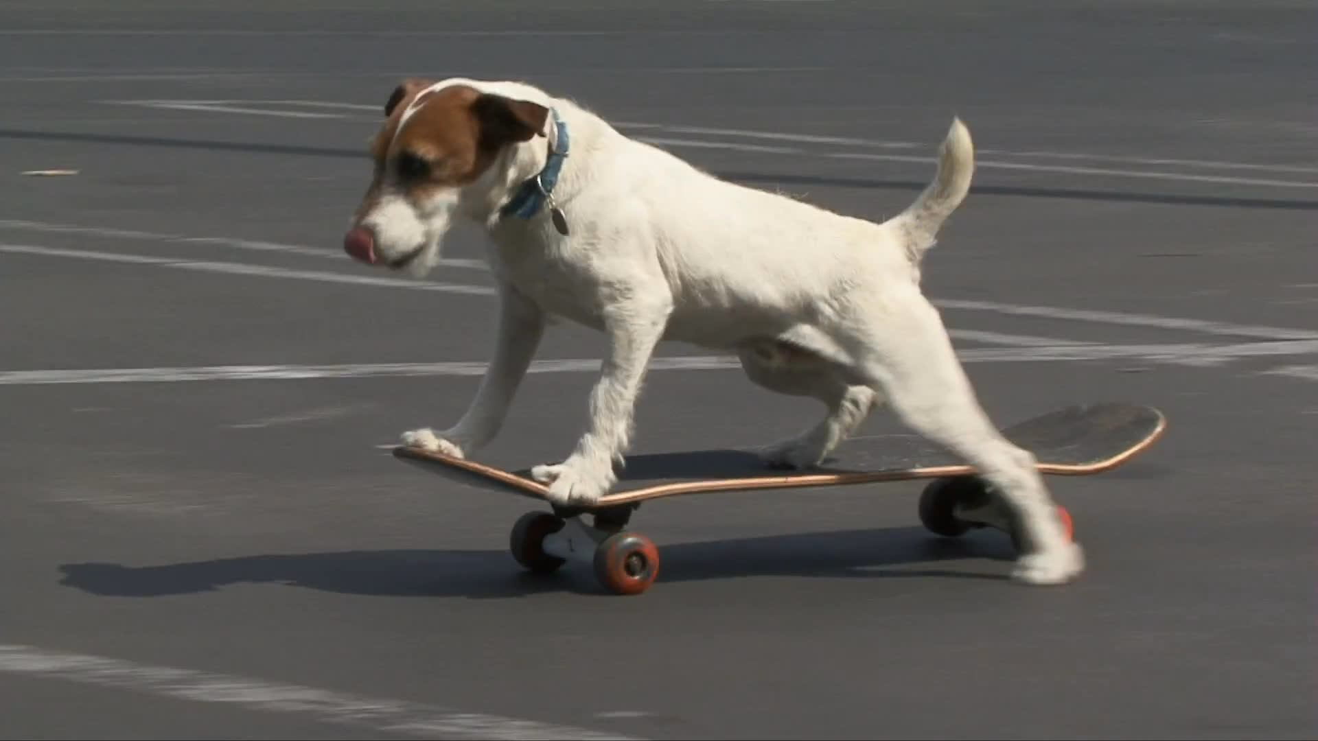 A Jack Russell terrier skillfully maneuvers a skateboard across a paved parking lot. The dog propels itself forward with its hind legs while maintaining balance on the board.