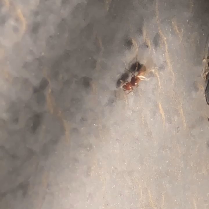 Dewey Pest Control - Found this on my door same day of fumigation? - Pest Control Near Me - Colton, California