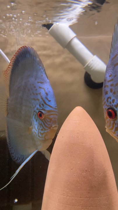 Discus Madness - Incredible discus fish & breeding pairs at discus madness! - Aquarium Services Near Me - Union, New Jersey