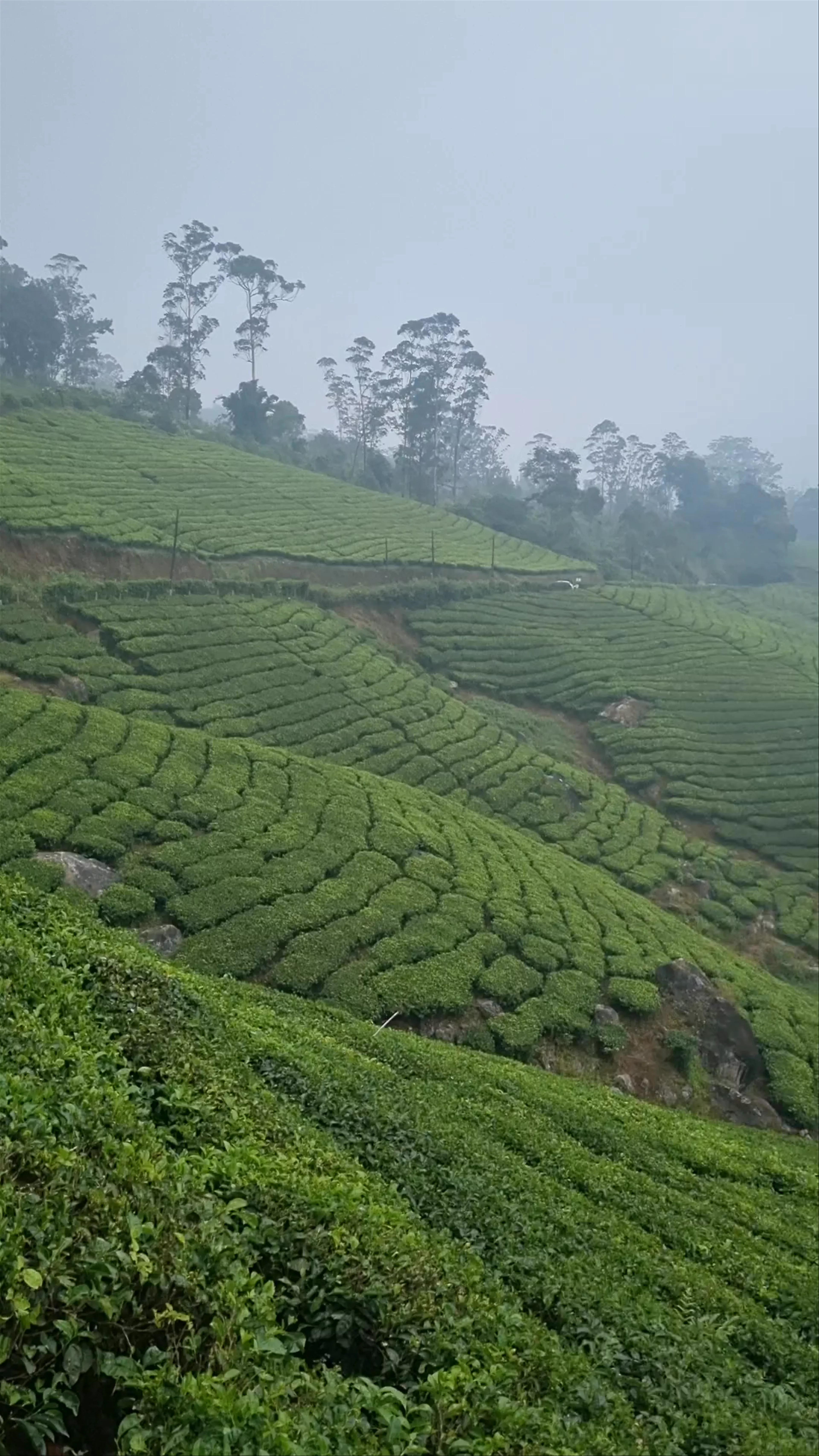 2nd Mile View Point, Munnar Bypass