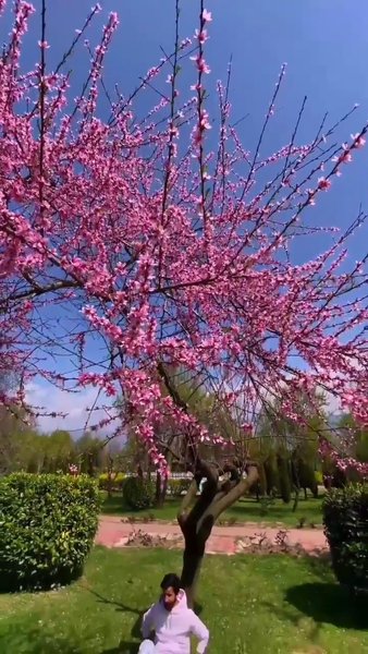 Photo of Badamwari Srinagar 